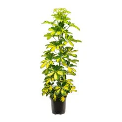 Schefflera Gold Capella - Dwarf Umbrella Tree -Plant Supplies Sale Schefflera Gold Capella Dwarf Umbrella Tree 19x110cm