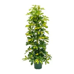 Schefflera Gold Capella - Dwarf Umbrella Tree -Plant Supplies Sale Schefflera Gold Capella Dwarf Umbrella Tree 31x130cm