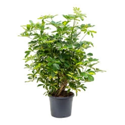 Schefflera Gold Capella - Dwarf Umbrella Tree -Plant Supplies Sale Schefflera Gold Capella Dwarf Umbrella Tree Bushy