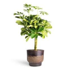 Aico Plant Pot - Shiny Brown 19 Aico Plant Pot - Shiny Brown -Plant Supplies Sale Schefflera Gold Capella Stemmed Dwarf Umbrella Tree 14x50cm Aico Plant Pot Shiny Brown 17x13cm 4b38c30d c210 4056 98d6 17ea97e2c850