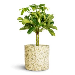 Lazzaro Plant Pot - Sage Foliage -Plant Supplies Sale Schefflera Gold Capella Stemmed Dwarf Umbrella Tree 14x50cm Lazzaro Plant Pot Sage Foliage 18x16cm