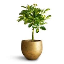 Schefflera Gold Capella - Stemmed Dwarf Umbrella Tree -Plant Supplies Sale Schefflera Gold Capella Stemmed Dwarf Umbrella Tree 14x50cm Mini Orb Kevan Plant Pot Metallic Gold 18x15cm copy 2