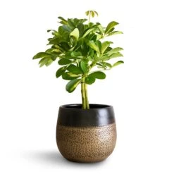 Schefflera Gold Capella - Stemmed Dwarf Umbrella Tree -Plant Supplies Sale Schefflera Gold Capella Stemmed Dwarf Umbrella Tree 14x50cm Mya Plant Pot Deep Champagne 18x16cm 2