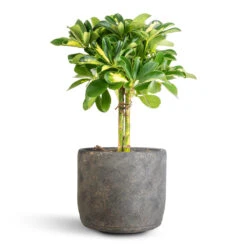 Schefflera Gold Capella - Stemmed Dwarf Umbrella Tree -Plant Supplies Sale Schefflera Gold Capella Stemmed Dwarf Umbrella Tree 14x50cm Saar Plant Pot Earth Cement 18x17cm