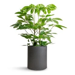 Max Refined Planter - Volcano Black -Plant Supplies Sale Schefflera actinophylla Australian Umbrella Tree 24x100cm Max Refined Planter Volcano Black 29x29.5cm 613c9a7f 0efe 454f 8e06 30fdc07f1741