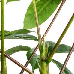 Schefflera Actinophylla - Australian Umbrella Tree 10 Schefflera Actinophylla - Australian Umbrella Tree -Plant Supplies Sale Schefflera actinophylla Australian Umbrella Tree SWATCH