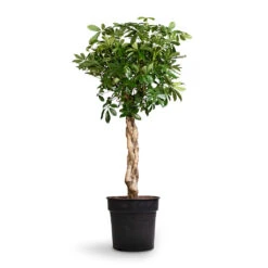 Schefflera Arboricola Compacta - Dwarf Umbrella Tree - Twisted Stem -Plant Supplies Sale Schefflera arboricola Compacta Dwarf Umbrella Tree Twisted Stem 30x120cm