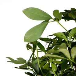 Schefflera Arboricola Compacta - Dwarf Umbrella Tree - Twisted Stem -Plant Supplies Sale Schefflera arboricola Compacta Dwarf Umbrella Tree Twisted Stem 30x120cm 3