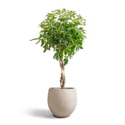 Mini Orb Kevan Plant Pot - Grey Washed -Plant Supplies Sale Schefflera arboricola Compacta Dwarf Umbrella Tree Twisted Stem 30x120cm Mini Orb Kevan Plant Pot Grey Washed 39x35cm 6583d1b4 ba0d 4b70 bb03 9c21d3b25678