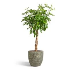 Schefflera Arboricola Compacta - Dwarf Umbrella Tree - Twisted Stem -Plant Supplies Sale Schefflera arboricola Compacta Dwarf Umbrella Tree Twisted Stem 30x120cm Rinca Plant Pot Shiny Green 36x32cm