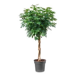 Schefflera Arboricola Compacta - Dwarf Umbrella Tree - Twisted Stem -Plant Supplies Sale Schefflera arboricola Compacta Dwarf Umbrella Tree Twisted Stem 34x160cm