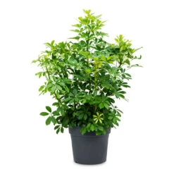 Schefflera Arboricola - Dwarf Umbrella Tree -Plant Supplies Sale Schefflera arboricola Dwarf Umbrella Tree 34x80cm