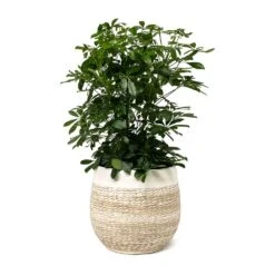 Schefflera Arboricola - Dwarf Umbrella Tree -Plant Supplies Sale Schefflera arboricola Dwarf Umbrella Tree Merin Plant Pot Sand