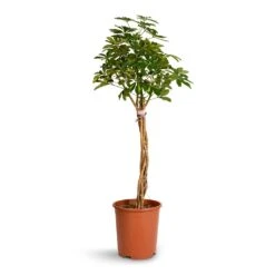 Schefflera Arboricola Gold Capella - Dwarf Umbrella Tree - Twisted Stem -Plant Supplies Sale Schefflera arboricola Gold Capella Dwarf Umbrella Tree Twisted Stem 30x120cm