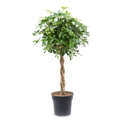 Schefflera Arboricola Gold Capella - Dwarf Umbrella Tree - Twisted Stem -Plant Supplies Sale Schefflera arboricola Gold Capella Dwarf Umbrella Tree Twisted Stem 30x120cm e917e439 1ddd 495a ad2d e20574029d71