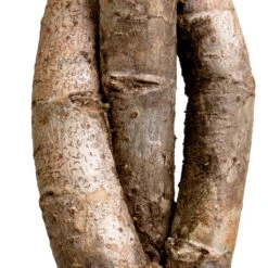 Schefflera Arboricola Gold Capella - Dwarf Umbrella Tree - Twisted Stem -Plant Supplies Sale Schefflera arboricola Gold Capella Dwarf Umbrella Tree Twisted Stem DETAIL