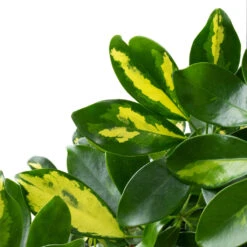 Schefflera Arboricola Gold Capella - Dwarf Umbrella Tree - Twisted Stem -Plant Supplies Sale Schefflera arboricola Gold Capella Dwarf Umbrella Tree Twisted Stem DETAIL 3