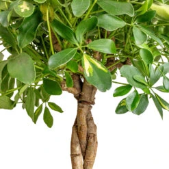 Plant Supplies Sale -Plant Supplies Sale Schefflera arboricola Gold Capella Dwarf Umbrella Tree Twisted Stem DETAIL 4