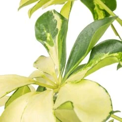 Schefflera Arboricola Melanie - Dwarf Umbrella Tree 8 Schefflera Arboricola Melanie - Dwarf Umbrella Tree -Plant Supplies Sale Schefflera arboricola Melanie Dwarf Umbrella Tree SWATCH