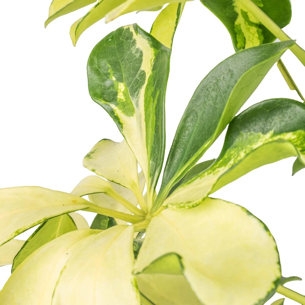 Schefflera Arboricola Melanie - Dwarf Umbrella Tree 4 Schefflera Arboricola Melanie - Dwarf Umbrella Tree - Image 4