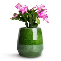 Remi Plant Pot - Green -Plant Supplies Sale Schlumbergera Christmas Cactus Pink Purple 9x23cm Remi Plant Pot Green 15x15cm f000648d 2f3a 4720 9826 a92c984dd45f