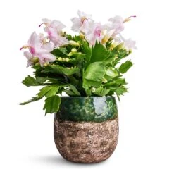 Lindy Plant Pot - Black Green -Plant Supplies Sale Schlumbergera Christmas Cactus White 12x25cm Lindy Plant Pot Black Green 16x13cm 38a28bbd a32d 4490 a721 026cf59bbc09