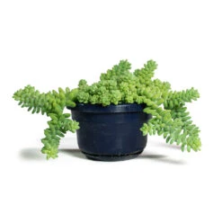 Sedum Burrito - Donkey Tail -Plant Supplies Sale Sedum Burrito Donkey Tail 14cm