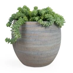 Sedum Burrito - Donkey Tail -Plant Supplies Sale Sedum Burrito Donkey Tail 14x20cm Dex Plant Pot Earth 22x20cm e5cf6df4 2ef3 4fa9 97dd 4bacf93f489c