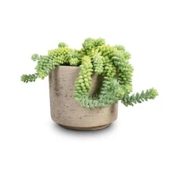 Novi Plant Pot - Grey Washed -Plant Supplies Sale Sedum Burrito Donkey Tail 14x20cm Novi Plant Pot Grey Washed 18x15.5cm 284127c5 b4c9 43c8 802b 648e178f4dc7