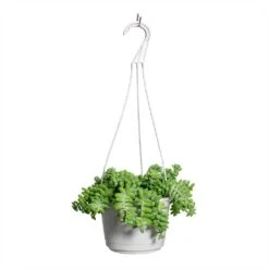 Sedum Burrito - Donkey Tail -Plant Supplies Sale Sedum Burrito Donkey Tail 20x45cm