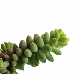 Sedum Burrito - Donkey Tail -Plant Supplies Sale Sedum Burrito Donkey Tail DETAIL 3