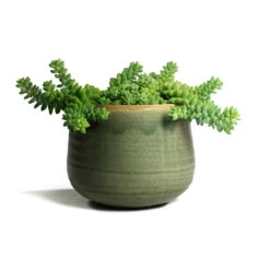 Sedum Burrito - Donkey Tail -Plant Supplies Sale Sedum Burrito Donkey Tail Iris Plant Pot Mint