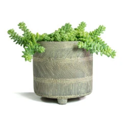 Sedum Burrito - Donkey Tail -Plant Supplies Sale Sedum Burrito Donkey Tail Nola Plant Pot Shiny Earth