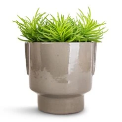 Aries Handles Plant Pot - Charcoal 17 Aries Handles Plant Pot - Charcoal -Plant Supplies Sale Senecio Himalaya Himalaya Groundsel 12x20cm Aries Handles Plant Pot Charcoal 14x15cm 2c847260 5d92 4c7a 9039 eb3add7f8f13