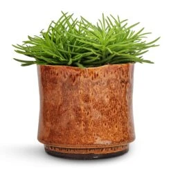 Nolan Plant Pot - Caramel -Plant Supplies Sale Senecio Himalaya Himalaya Groundsel 12x20cm Nolan Plant Pot Caramel 14x12cm