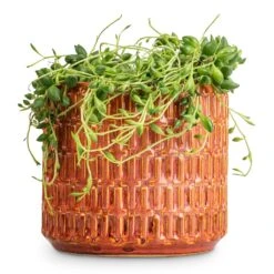 Senecio Herreianus - String Of Beads -Plant Supplies Sale Senecio herreianus String of Beads 12x20cm Flor Plant Pot Orange 14x12cm a658214b b85f 40ef 90ab 87b9c93d85d7