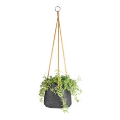 Patt Hanging Plant Pot - Black Washed -Plant Supplies Sale Senecio peregrinus String of Dolphins 15x25cm Patt Hanging Plant Pot Black Washed 20x17cm 9dbfe7a9 3c90 4a77 a878 0073280b96dc
