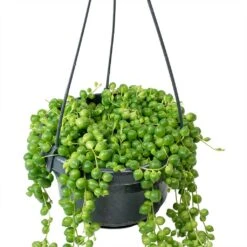 Senecio Rowleyanus - String Of Pearls -Plant Supplies Sale Senecio rowleyanus String of Beads Stems