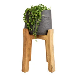 Patt Plant Pot - Tall Stand - Black Washed -Plant Supplies Sale Senecio rowleyanus String of Pearls 12x20cm Patt Plant Pot Tall Stand Black Washed 23x34cm 8decf343 6070 461f a9ef c9ac37ac1145