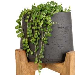 Senecio Rowleyanus - String Of Pearls -Plant Supplies Sale Senecio rowleyanus String of Pearls 12x20cm Patt Plant Pot Tall Stand Black Washed SWATCH