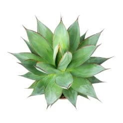 Agave Shaka Zulu -Plant Supplies Sale Shaka Zulu Agave Leaves