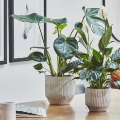 Solento Plant Pot - White Speckle -Plant Supplies Sale Solento Plant Pot White Speckle 16 x 14cm