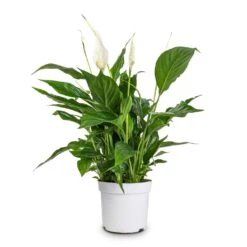 Spathiphyllum Bellini - Peace Lily -Plant Supplies Sale Spathiphyllum Bellini Peace Lily 13x40cm