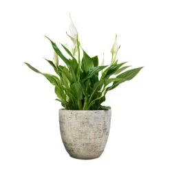 Spathiphyllum Bellini - Peace Lily -Plant Supplies Sale Spathiphyllum Bellini Peace Lily 13x40cm Anne Plant Pot White Earth 16x15cm