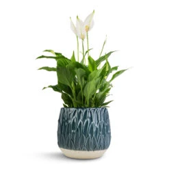 Arles Leaf Plant Pot - Teal -Plant Supplies Sale Spathiphyllum Bellini Peace Lily 13x40cm Arles Leaf Plant Pot Teal 17x17cm