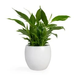 Spathiphyllum Bellini - Peace Lily -Plant Supplies Sale Spathiphyllum Bellini Peace Lily 13x40cm Cresta Plant Pot Pure White 19x16cm
