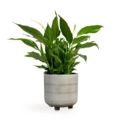 Spathiphyllum Bellini - Peace Lily -Plant Supplies Sale Spathiphyllum Bellini Peace Lily 13x40cm Denise Plant Pot Off White 17x17cm