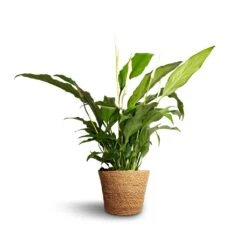 Spathiphyllum Bellini - Peace Lily -Plant Supplies Sale Spathiphyllum Bellini Peace Lily 13x40cm Igmar Plant Basket Natural 15x12cm e38284c0 312d 4468 9b9c f46982abe0d9
