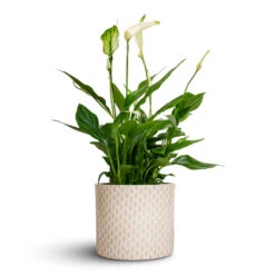 Spathiphyllum Bellini - Peace Lily -Plant Supplies Sale Spathiphyllum Bellini Peace Lily 13x40cm Lazzaro Plant Pot Taupe Garland 15x13cm d78f70dd 41c8 489e 8122 35a1a5c771bb