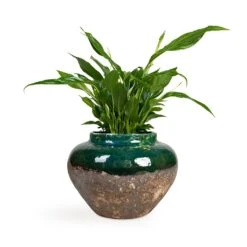 Spathiphyllum Bellini - Peace Lily -Plant Supplies Sale Spathiphyllum Bellini Peace Lily 13x40cm Lindy Jar Plant Pot Black Green 28x20cm